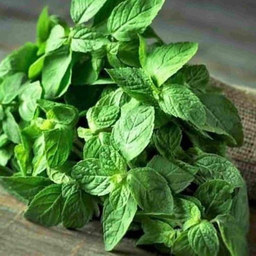 Menta