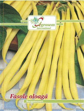 Fasole Oloaga Rocquencourt