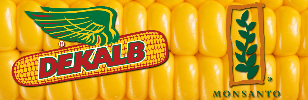 SAMANTA PORUMB MONSANTO DKC 4590