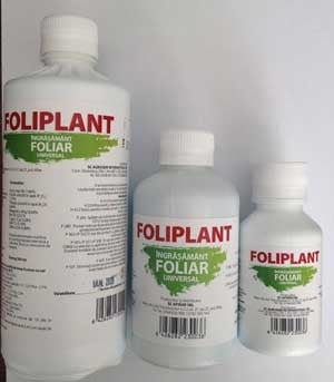 Foliplant