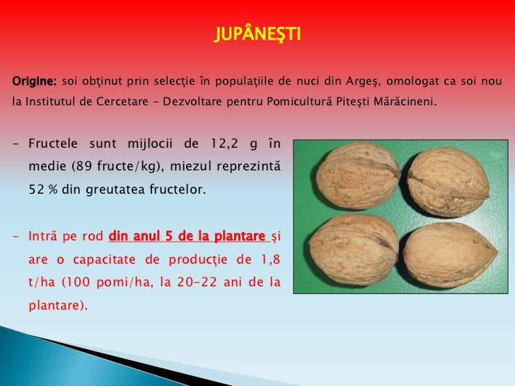 PUIETI DE NUC JUPANESI SELECTIONAT