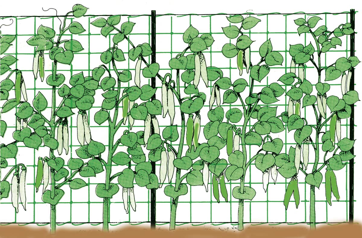 Plasa pentru sustinere plante