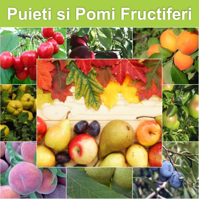 POMI FRUCTIFERI