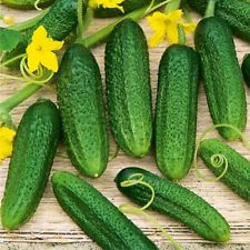LEVINA F1 ( CASTRAVETI TIP CORNICHON )