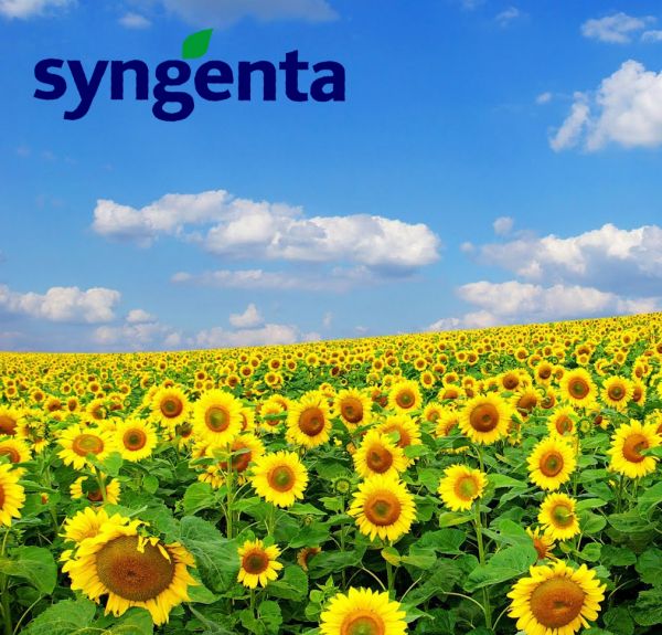FLOAREA SOARELUI Syngenta ALEGO CL